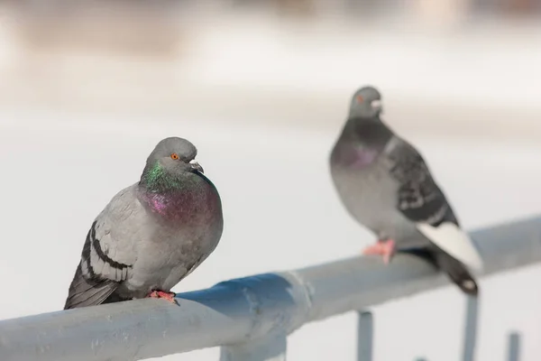Dwóch gołębi w zimie — Zdjęcie stockowe
