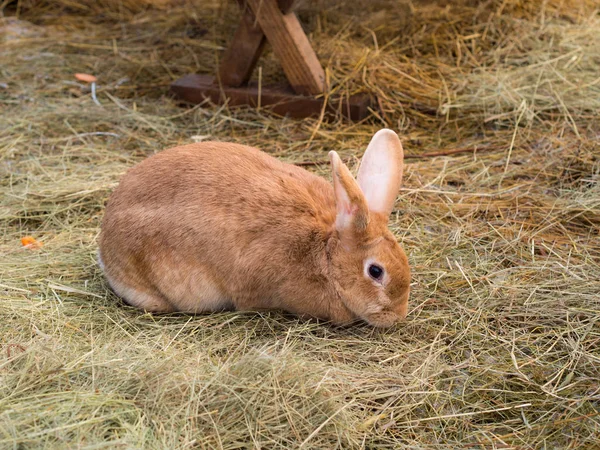 Коричневий домашній кролик на сіні — стокове фото