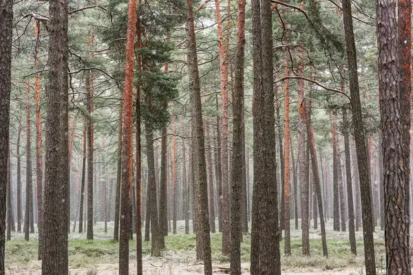 Första snön i tallskogen — Stockfoto