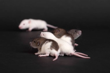 küçük bebek fareler