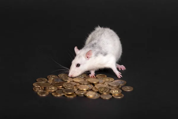 Domestic rat with coins — Stock Photo, Image
