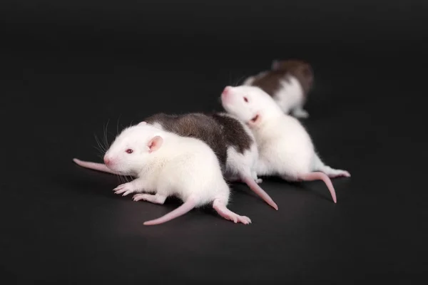 Retrato de ratos bebés — Fotografia de Stock