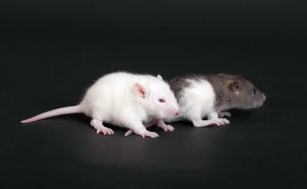 Zwei kleine Babyratten — Stockfoto