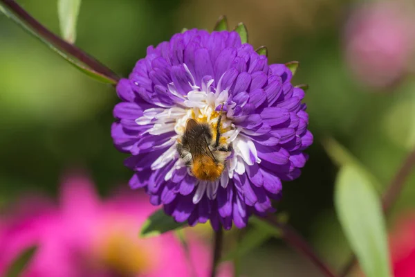 Bee on aster — Stock Photo, Image