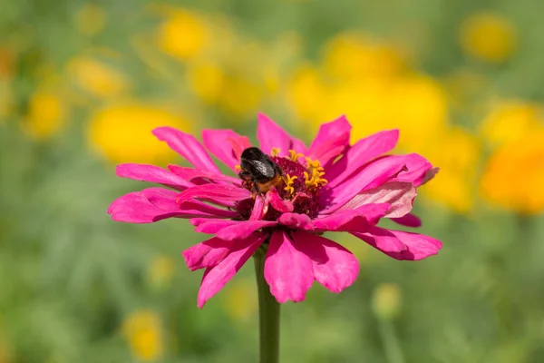 Abelha em gerbera — Fotografia de Stock