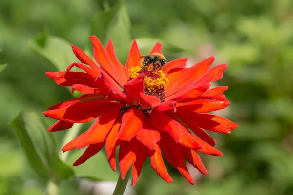 Ape su gerbera rosso — Foto Stock