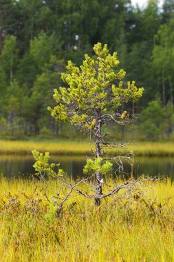 Bataklık kıyısında çam