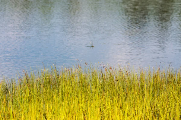 Dragonfly under flygning — Stockfoto