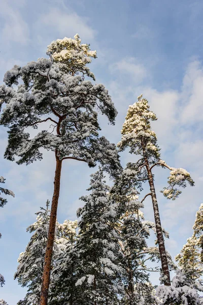 降雪后的松树 — 图库照片