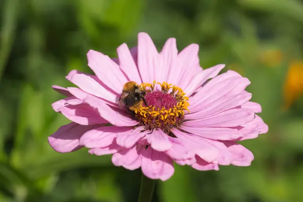 Méhek a rózsaszín gerbera — Stock Fotó