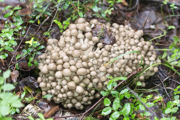 Молодые грибы в лесу — стоковое фото