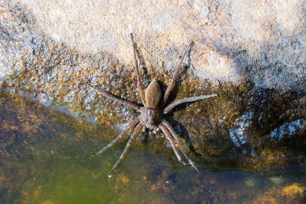 Spindel nära vatten — Stockfoto