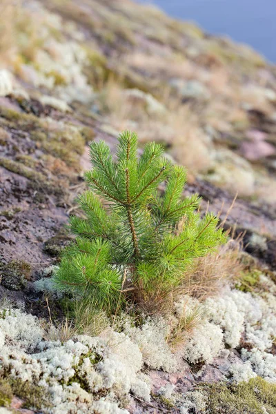 Liten tall på klipporna — Stockfoto