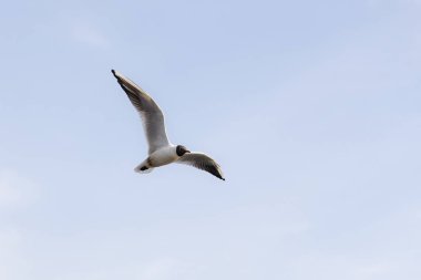 Martı gökyüzünde uçuyor.