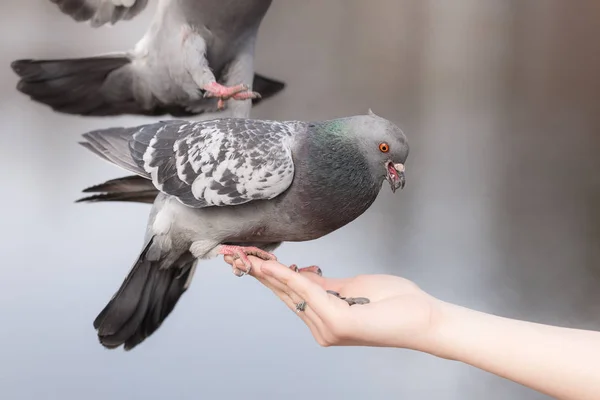 Las palomas comen semillas de girasol —  Fotos de Stock
