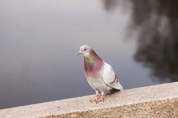 Bir taş üzerinde güvercin — Stok fotoğraf