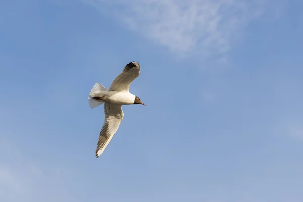 Portrait d'une mouette — Photo