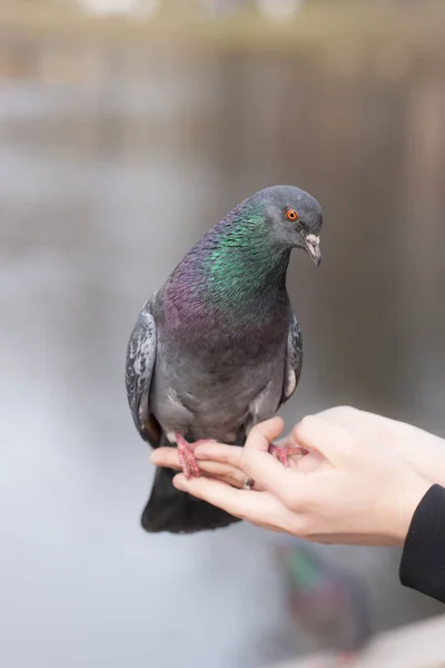 Pombo sentado em uma mão humana — Fotografia de Stock