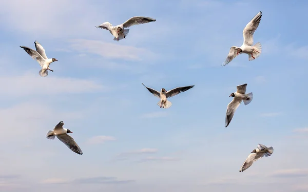 Manada de gaviotas en vuelo — Foto de Stock