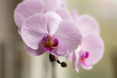 Orkide yakın çekim
