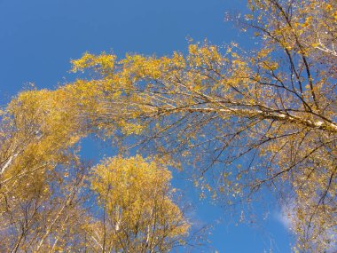 Sonbahar huş ağaçları üst kısımları