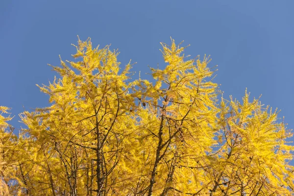 Altın Sonbahar larches — Stok fotoğraf