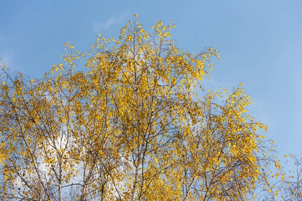 桦树对着天空 — 图库照片