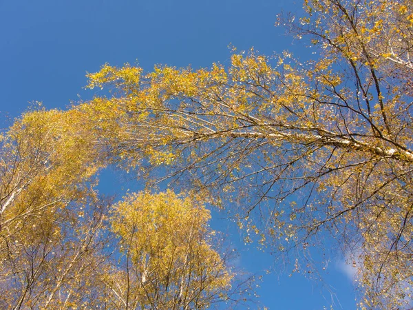 가의 자작나무 나무의 꼭대기 — 스톡 사진