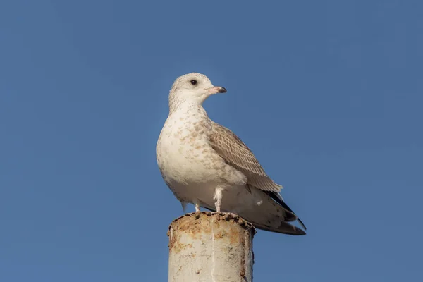 Porträt einer Möwe — Stockfoto