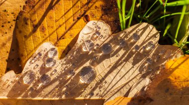 yaprakları yağmur damlaları ile yakın çekim