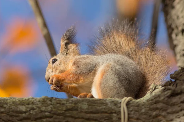 Squirrel на ветке дерева — стоковое фото