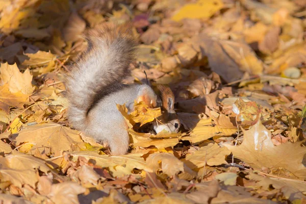 Eichhörnchen im gelben Laub — Stockfoto
