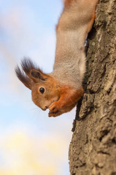 Wiewiórka na drzewie — Zdjęcie stockowe