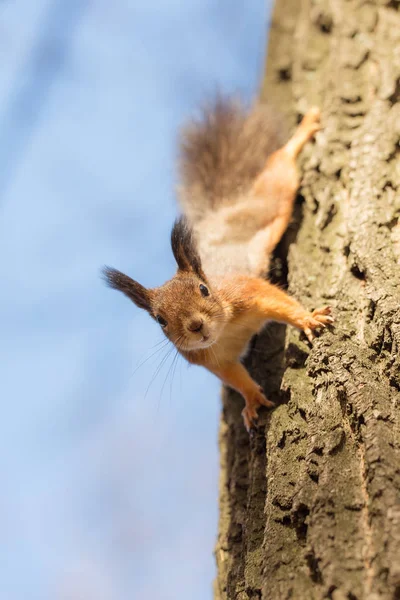 Neugieriges Eichhörnchen auf einem Baumstamm — Stockfoto