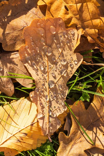Hojas caídas de otoño con gotas de lluvia —  Fotos de Stock