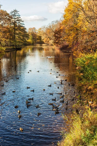 Bandada de patos en el agua — Foto de Stock