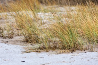 sonra bir Don çimen