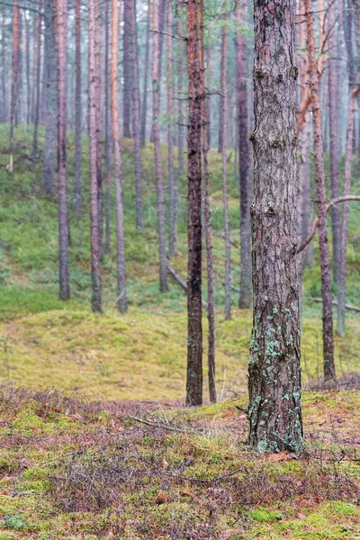 Τοπίο σε ένα δάσος πεύκου — Φωτογραφία Αρχείου