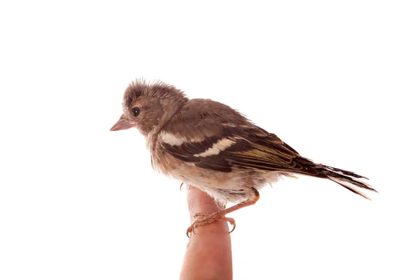 Üstünde parmak bebek ispinoz — Stok fotoğraf