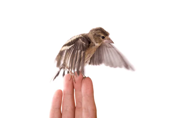 Chick takes off — Stock Photo, Image