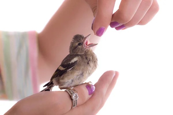 Etetés egy baba madár아기 새의 먹이 — 스톡 사진