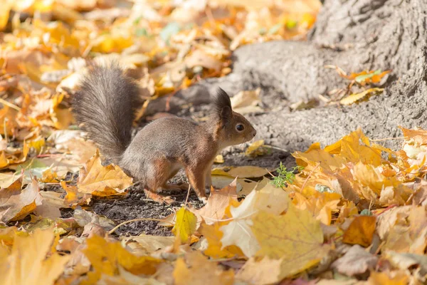 Eichhörnchen auf dem Herbstlaub — Stockfoto