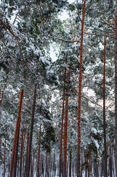 Borovicový les po sněhu — Stock fotografie