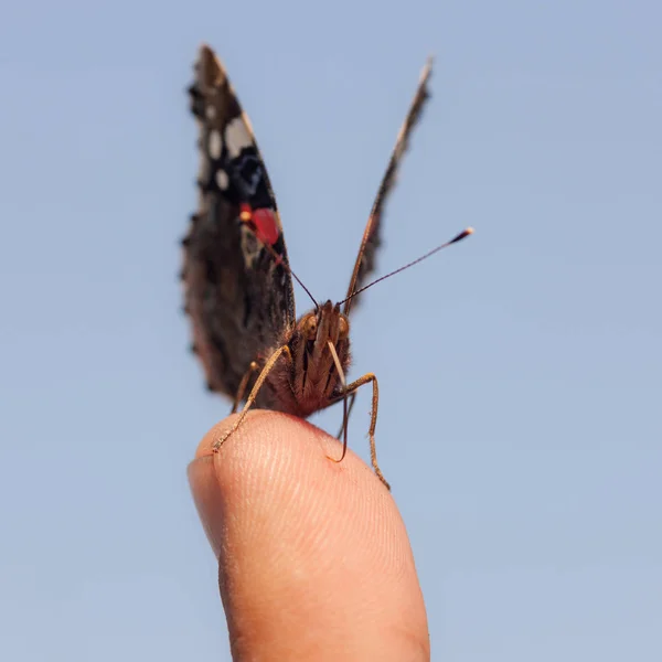 Motyl na palec — Zdjęcie stockowe