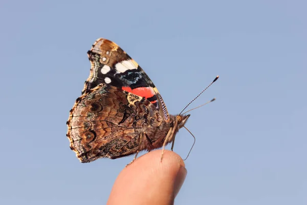 Portrait d'un papillon — Photo