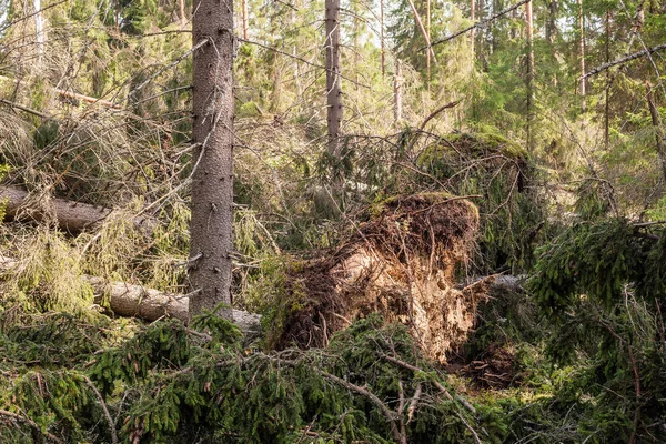 Cascata di vento nella foresta — Foto Stock