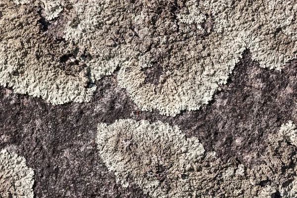 Tekstury z Lichenia — Zdjęcie stockowe