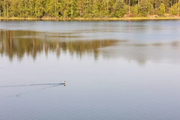 Lake with a swimming loon — стоковое фото