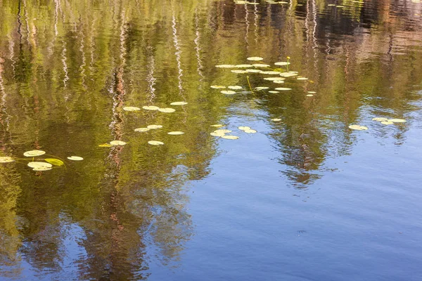 Вода лісового озера — стокове фото