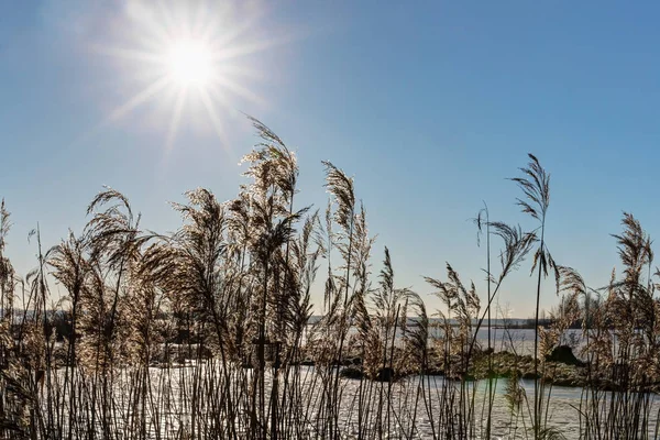 Sole nel cielo e nell'erba — Foto Stock